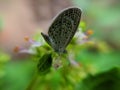 ÃÂ the pale grass blue, is a small butterfly found in South Asia that belongs to the lycaenids or blues family in indian village
